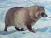 너구리 Nyctereutes procyonoides koreensis (Korean Raccoon Dog)