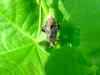 허리노린재 종류 --> 꽈리허리노린재 Acanthocoris sordidus (Winter Cherry Bug)
