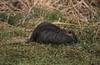 Nutria (Myocastor coypus)