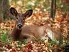 [WorldStart Wallpaper - Animal Set 1] Deer