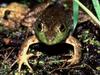 [WorldStart Wallpaper - Animal Set 1] Frog