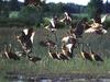 [WorldStart Wallpaper - Animal Set 1] Sandhill Crane flock take off