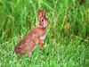 [WorldStart Wallpaper - Animal Set 1] Rabbit