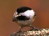 [WorldStart Wallpaper - Animal Set 2] Great Tit