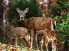 [WorldStart Wallpaper - Animal Set 2] Deer