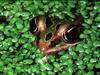 [WorldStart Wallpaper - Animal Set 2] Frog