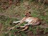 [WorldStart Wallpaper - Animal Set 2] Cheetah