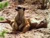 [WorldStart Wallpaper - Animal Set 2] Suricate