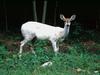[WorldStart Wallpaper - Animal Set 2] White Deer