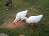 Pekin Ducks