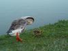 Canada Gosling with Chinese Goose