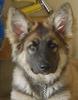 A Real ISSR Shiloh Shepherd Dog