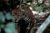 Jaguar (Panthera onca)