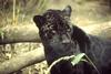 Black Panther - Black Jaguar (Panthera onca)