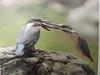 물총새 Alcedo atthis bengalensis (Common Kingfisher)