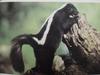 줄무늬스컹크 Mephitis mephitis (Striped Skunk)