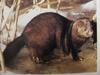 밍크 Mustela vison (American Mink)