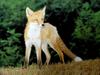 여우 Vulpes vulpes (Red Fox)