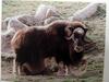 사향소 Ovibos moschatus (Muskox, Musk Ox)