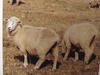 면양 Ovis aries (Feral Sheep)