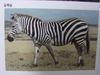 산얼룩말 Equus zebra (Mountain Zebra)