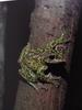 산청개구리 Rhacophorus schlegelii (Schlegel's Green Tree Frog)