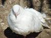 흰색 부채비둘기 (White Fantail Pigeon)