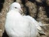 흰색 부채비둘기 (White Fantail Pigeon)