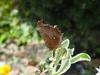 네발나비 가을형 - Polygonia c-aureum (Asian Comma Butterfly)