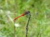 고추잠자리??? --> 두점박이좀잠자리(성숙 수컷) Sympetrum eroticum (Darter Dragonfly)