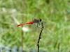 고추잠자리??? --> 두점박이좀잠자리(성숙 수컷) Sympetrum eroticum (Darter Dragonfly)