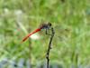 고추잠자리??? --> 두점박이좀잠자리(성숙 수컷) Sympetrum eroticum (Darter Dragonfly)