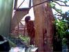 BLACK & GOLD TAMERIAN MONKEY
