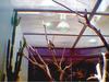 HORNBILL (2)