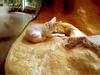 FENNEC FOX
