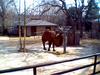 2 HUMPED CAMEL