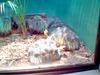 TURTLES