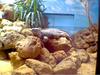 IGUANA PHOTO 2
