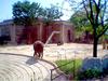 BABY ELEPHANT
