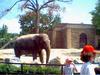 ELEPHANT (MOTHER)