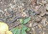 Juvenile Black Rat Snake (Elaphe obsoleta obsoleta)