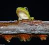 Green Treefrog (Hyla cinerea) 2