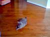 PET CAT MOONLIGHT