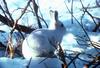 Arctic Hare (Lepus arcticus)