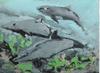 DOLPHINS SWIMMING