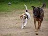 two dogs