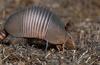 Nine-banded Armadillo