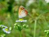 작은주홍부전나비 (Lycaena phlaeas) - Small Copper Butterfly