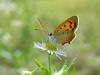 작은주홍부전나비 (Lycaena phlaeas) - Small Copper Butterfly