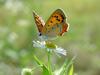 작은주홍부전나비 (Lycaena phlaeas) - Small Copper Butterfly